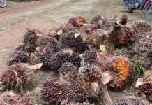 Beberapa Jenis Kelapa Sawit yang Memiliki Produktivitas Tinggi
