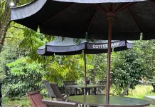 Tren Kafe Luar Ruang dan Wisata Hijau Jadi Pilihan Utama Warga Perkotaan