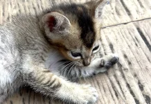 Mengenal Kebiasaan Unik Perawatan Tubuh pada Anak Kucing