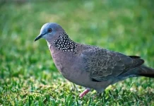 Pesona dan Keunikan Burung Tekukur, Satwa Lokal yang Sarat Makna Filosofis