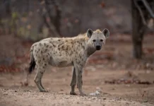 Fakta dan Keunikan Hyena yang Jarang Diketahui