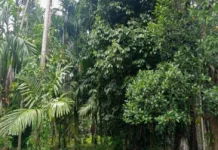 Dosen UNAND Dorong Perdagangan Karbon Berbasis Hutan Nagari