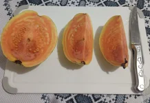 Mengapa Daging Jambu Biji Berwarna Merah Muda?