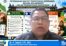 Sumbar Masih Kekurangan 1,6 Juta Ton Jagung Pakan per Tahun