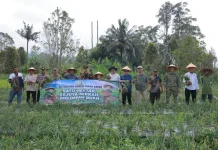 Tanah Datar Gelar Panen Raya Bawang Merah Dukung Ketahanan Pangan