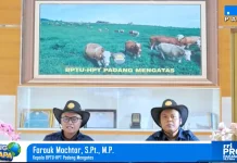 Pemerintah Sebar Semen Beku dan Pejantan Sapi Unggul Nasional