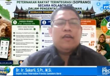Integrasi Perternakan Sapi dan Sawit Dongkrak Populasi Ternak di Sumbar