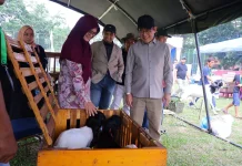 Pemko Payakumbuh Dorong Pengembangan Kambing PE untuk Tingkatkan Kesejahteraan