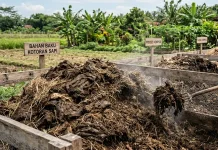 Bank Sampah Ampang Saiyo Mandiri Produksi Kompos Berbahan Baku "Kohe"