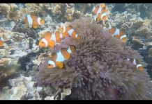 Apakah Ikan Merasa Haus meski Hidup di Air ?