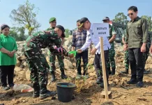 Penanaman Bambu Perkuat Mitigasi Bencana di Salareh Aia