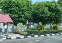 Sinar Matahari dan Klorofil, Kunci Kehidupan Hijau di Balik Rindangnya Pohon