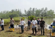 Sepuluh Ribu Mangrove Ditanam Bentengi Pantai Tiram dari Abrasi
