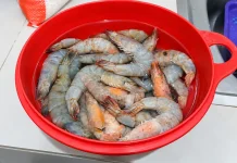 Udang Segar, Sumber Protein Hewani yang Kaya Nutrisi