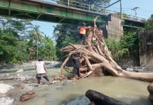 BPBD Padang Evakuasi Pohon Tumbang di Sungai Batang Aro