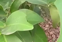 Daun Jambu Air