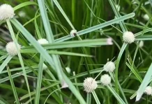 Rumput Subang atau Rumput Teki