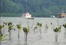 Sumbar Miliki 17 Ribu Hektare Mangrove untuk Serap Karbon