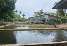 Dinas Perikanan Pessel Pastikan Bantuan Bioflok Dimanfaatkan Optimal