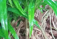 Manfaat Akar Pandan Harum Sebagai Obat Tradisional