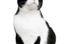 Tips Merawat Kucing agar Sehat Bahagia Setiap Hari
