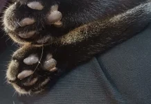 Toe Beans: Bantalan Paw Kucing yang Menggemaskan
