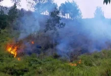 Kemarau Datang, Kebakaran Hutan Mengintai