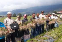 Inflasi Tahunan Sumbar Turun, Cabai dan Bawang Merah Jadi Penahan