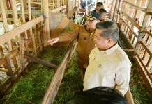 Tiga Tahun, Populasi Kambing Kelompok Tani Durian Sabatang Capai 300 Ekor