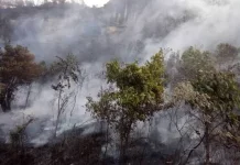 Kualitas Udara Menurun akibat Kabut Asap, Sejumlah Kota di Indonesia Waspada