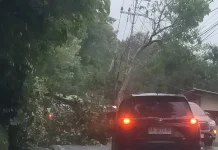 Hujan Guyur Padang, Dua Pohon Tumbang Plus Kualitas Udara Padang Membaik