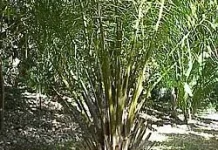 Mengapa Riau Begitu Identik dengan Kelapa Sawit?