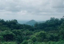 Hutan dan Iklim: Penjaga Alami Keseimbangan Bumi