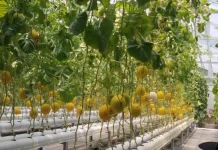 Budidaya Melon Hidroponik Jadi Daya Tarik Agrowisata di Bungus