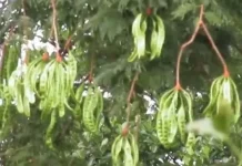 Banyak Manfaat dari Biji Petai