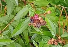 Daun Buah Akar Tanaman Keduduk Banyak Manfaatnya