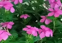 Tanaman Tapak Dara dan Kegunaannya