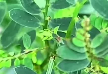 Tanaman Sidukung Anak atau Ruput Meniran