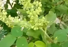 Daun Ruku Ruku serta Manfaatnya