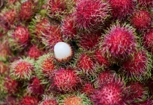 Rambutan, Buah Tropis dengan Fakta Menarik