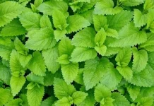 Menguak Keajaiban Klorofil atau Zat Hijau Daun