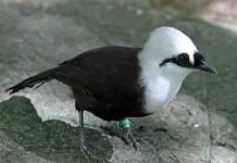 Burung Poksai, Primadona Kicau Mania yang Sempat Legendaris