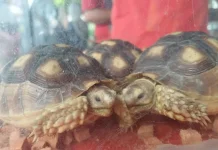 Pesona Kura-kura Sulcata Beserta Tips Perawatannya