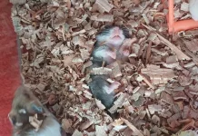 Kenapa Hamster Suka Tidur? Ini Alasannya