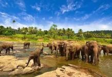 Menikmati Keajaiban Wisata Phenomenal Taman Nasional Way Kambas