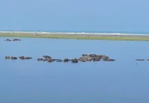 Pemandangan Kerbau Berendam di Muaro Mati Tiku