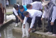 Bupati Solok Salurkan Bantuan Bibit Ikan dari Presiden