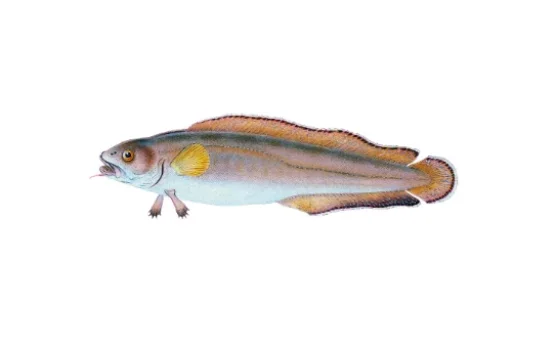 Mengenal Stout Infantfish, Hewan Vertebrata Paling Kecil Sejagat - RRI ...