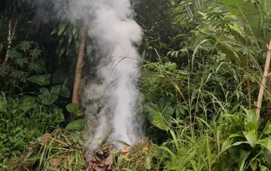 Dampak Buruk Membakar Daun Kering