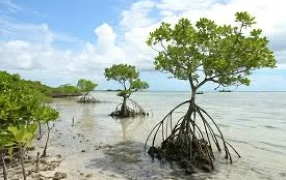 Pohon Bakau, Penjaga Pesisir yang Menyimpan Banyak Manfaat bagi Kehidupan
